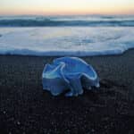 Blue Pearl:with respect and gratitude to Kosho Ito 堀江ゆうこ写真展