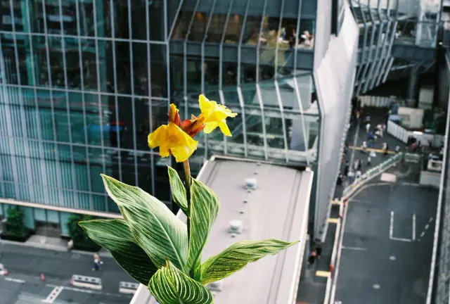 東京にカンナの花を添える