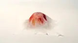 森田 茉莉