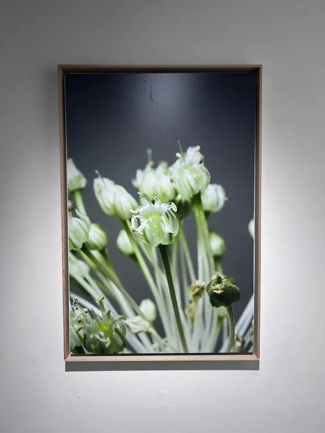 『Filial 1 hybrid “Allium sativum” 2022』