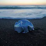 Blue Pearl:with respect and gratitude to Kosho Ito 堀江ゆうこ写真展