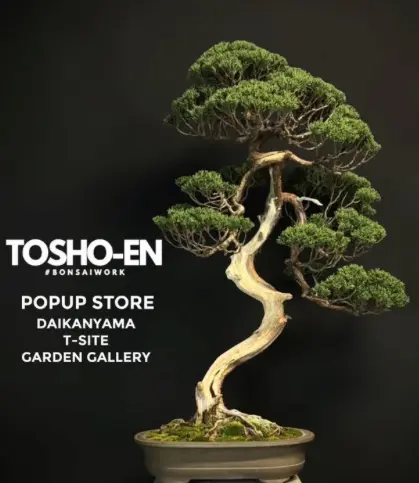 桃松園 POP UP