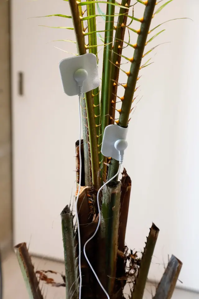 《Artificial green by nature green 2.0 (collaboration work with Bagus Pandega)》(部分) / 今津景「Mapping the Land / Body / Stories of its Past」展示風景、ANOMALY、東京、2021 / 撮影：木奥惠三