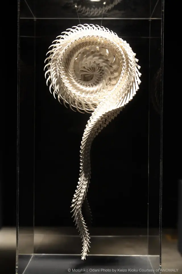 SP2 ‘New Born’ (Viper A), 2007