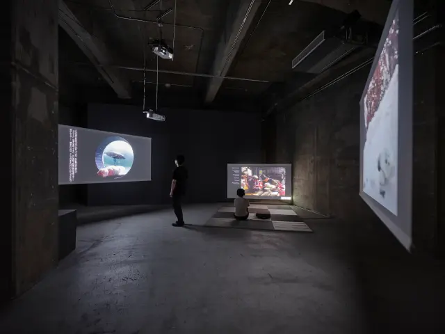 エレナ・ノックス「あざらし話」展示風景、ANOMALY、東京、2023 撮影: 三嶋一路