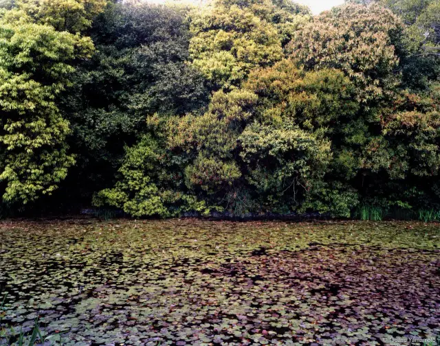 《Jardin 磐之姫陵 5》(2008) Cプリント、H120×W155cm