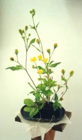 奥泉幸子
