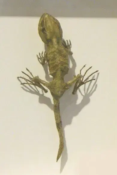 江本 創 展