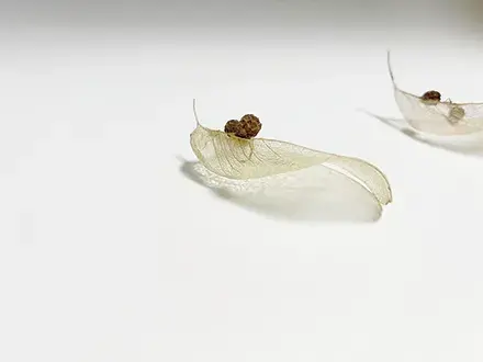 菅野美榮展 旅スル種子・アオギリ