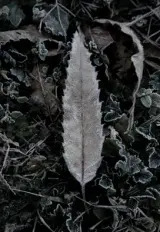 青柳茂