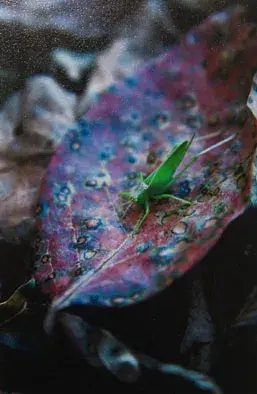 青柳茂展