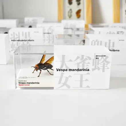 松本 章 昆虫標本デザイン展