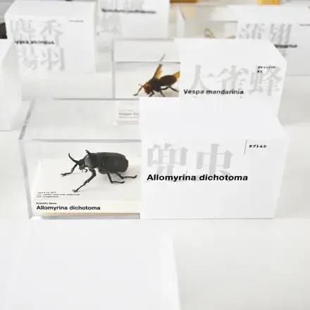 松本 章 昆虫標本デザイン展