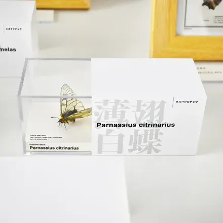 松本 章 昆虫標本デザイン展