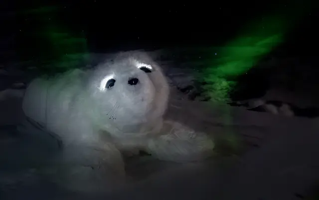 あざらし話