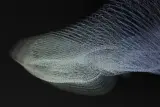 evala