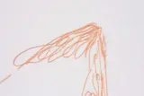 星実樹